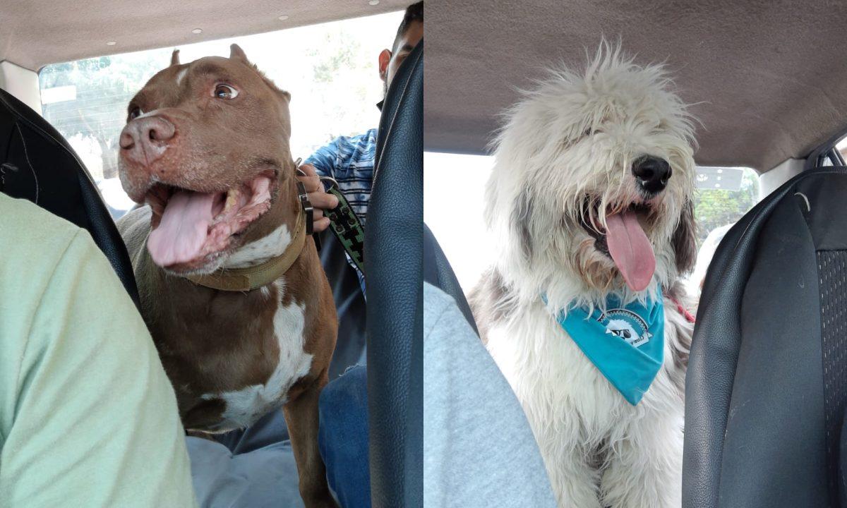 *Taxi animalista: el taxi para mascotas* que también rescata perros de la calle