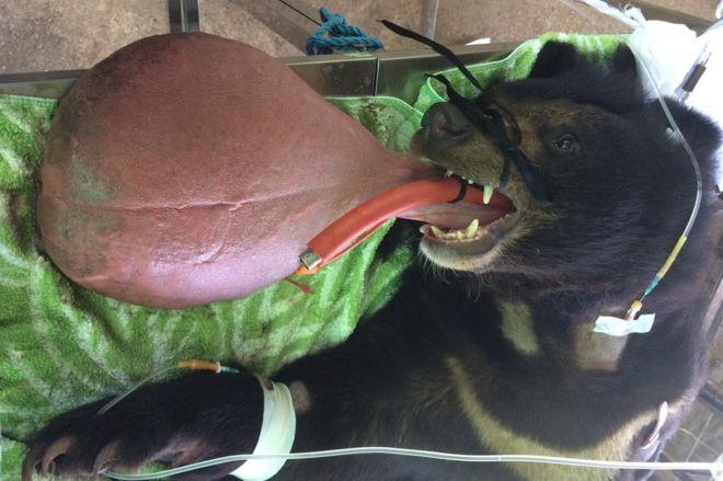 La operación para curar la lengua de 3 kilos del oso Nyan htoo