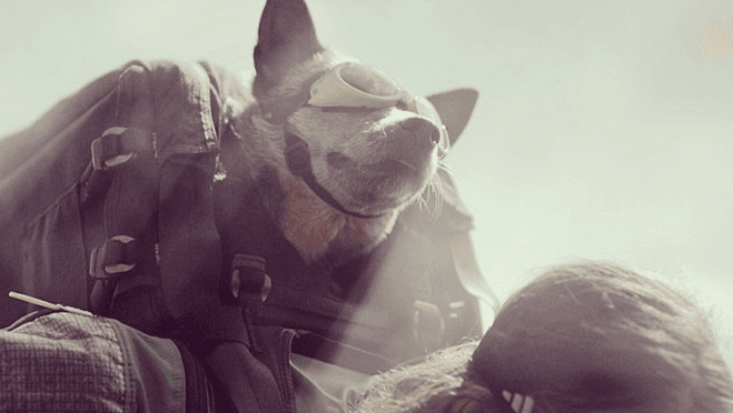 <i>Cuando los perros vuelan</i>: la historia de Whisper