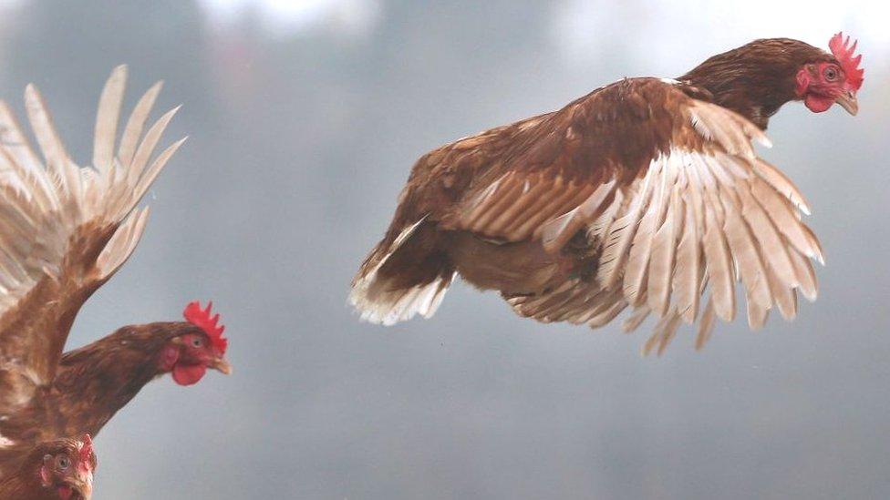 Por qué se dice que estamos viviendo en “el planeta de los pollos”
