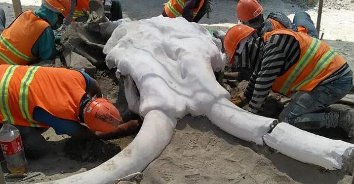 Encuentran los restos de al menos 60 mamuts en los terrenos del Nuevo Aeropuerto de Santa Lucía