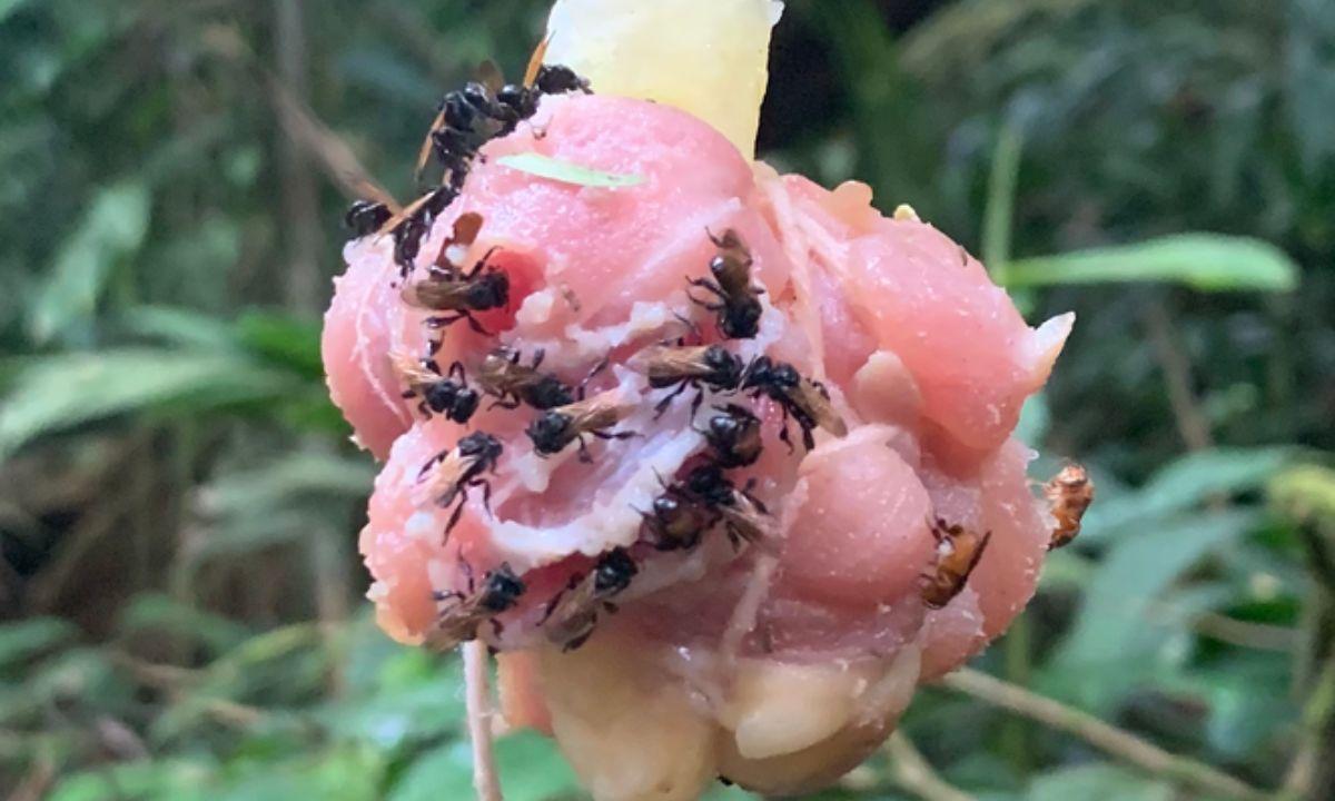 Los nuevos descubrimientos sobre las *’abejas buitre’, la especie que se alimenta de carne*