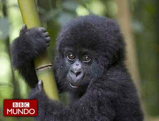 Zoobicuidad, la nueva forma de entender la salud de los humanos a través de los animales