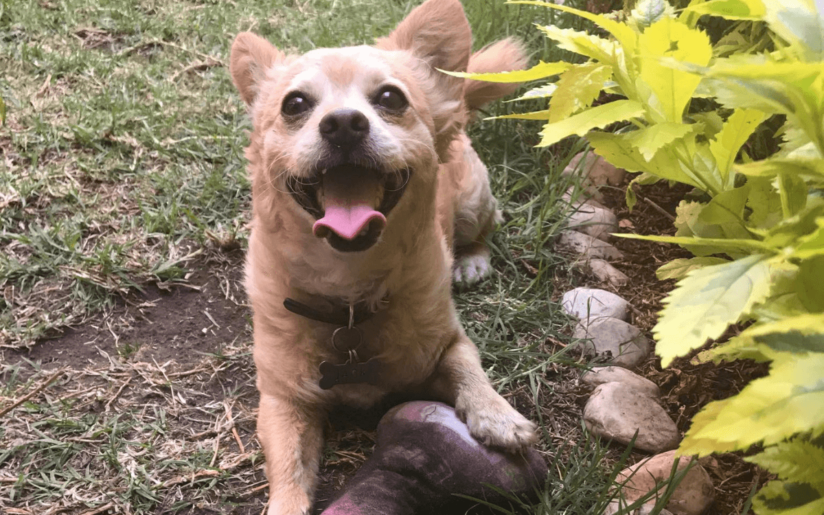 Eres una persona feliz? Entonces muy probablemente *tu perro puede sonreír*