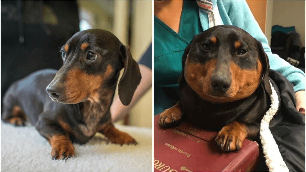 ¿Por qué un perro salchicha se hinchó hasta 3 veces su tamaño normal?