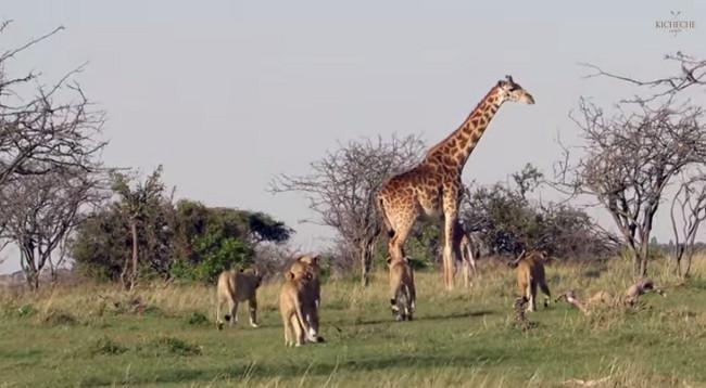 Mamá jirafa se enfrenta a leones para proteger a su cría