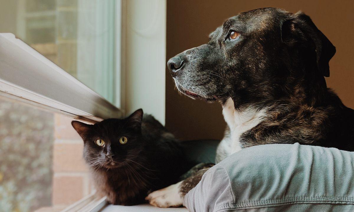 recibes las cenizas de tus perros después de la cremación