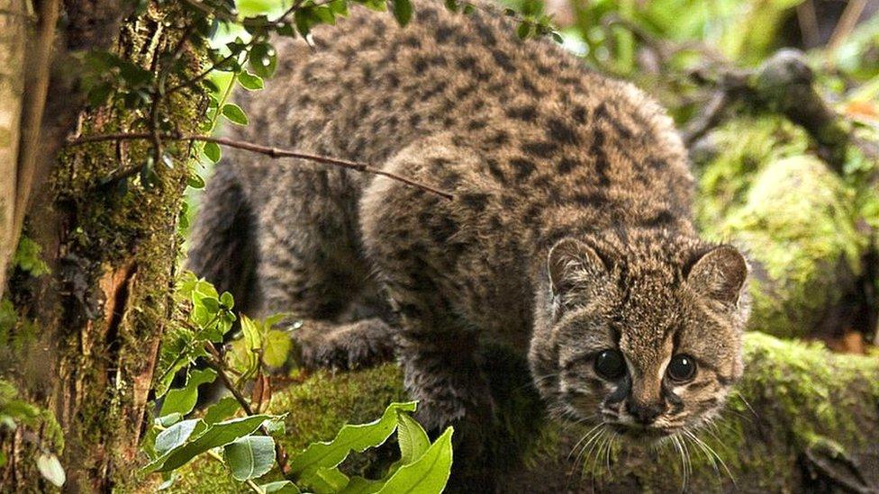 Cómo la güiña o gato de Chile, el felino más pequeño de América que vive en la zona más restringida, también se convirtió en uno de los más amenazados del continente