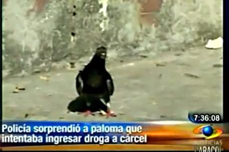 Policía de Colombia atrapa <i>Narco paloma</i> mensajera