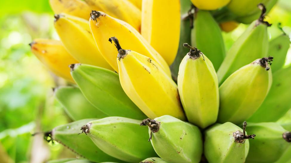 Cómo Holanda logró su primera cosecha de banano sin usar tierra (y por qué esto puede ser clave para combatir una enfermedad devastadora)