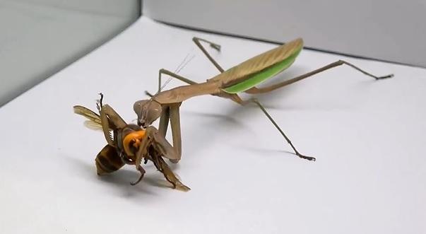 Ni ético ni natural o divertido: esto dice un experto del video del *avispón asesino vs mantis religiosa*