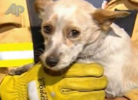 En Australia un perro se convierte en héroe