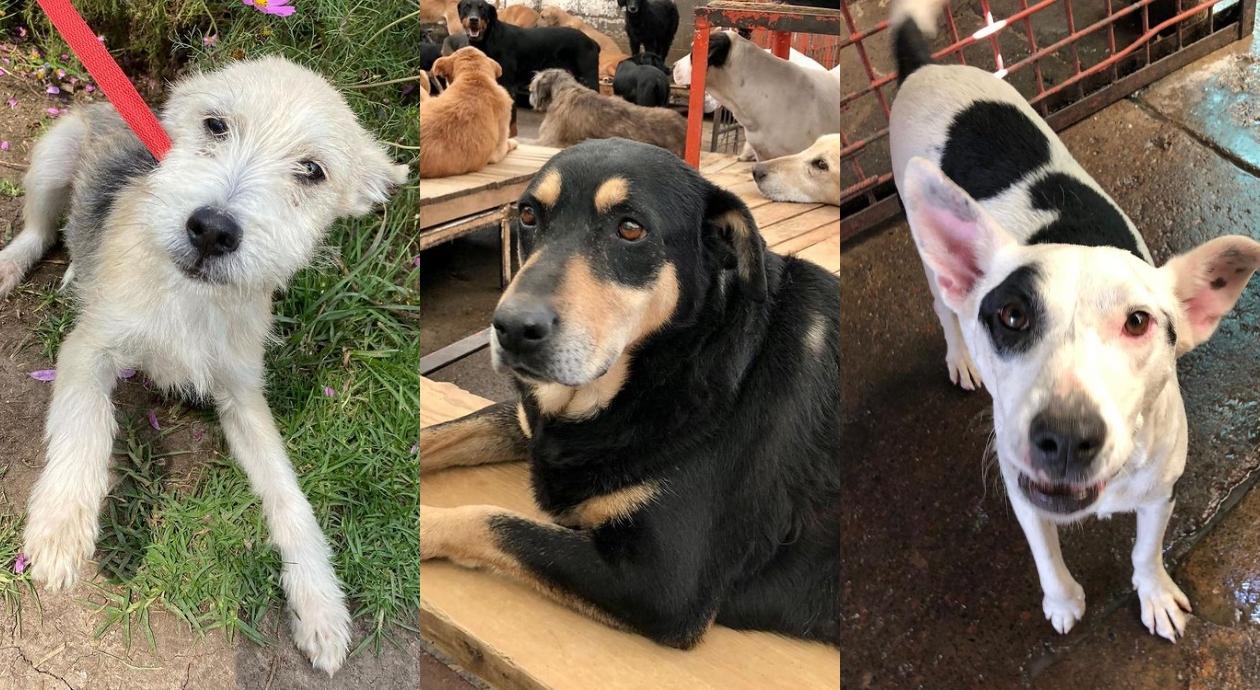 Las claves para entender *qué sucede con el Refugio Franciscano* y los animalitos que cuida