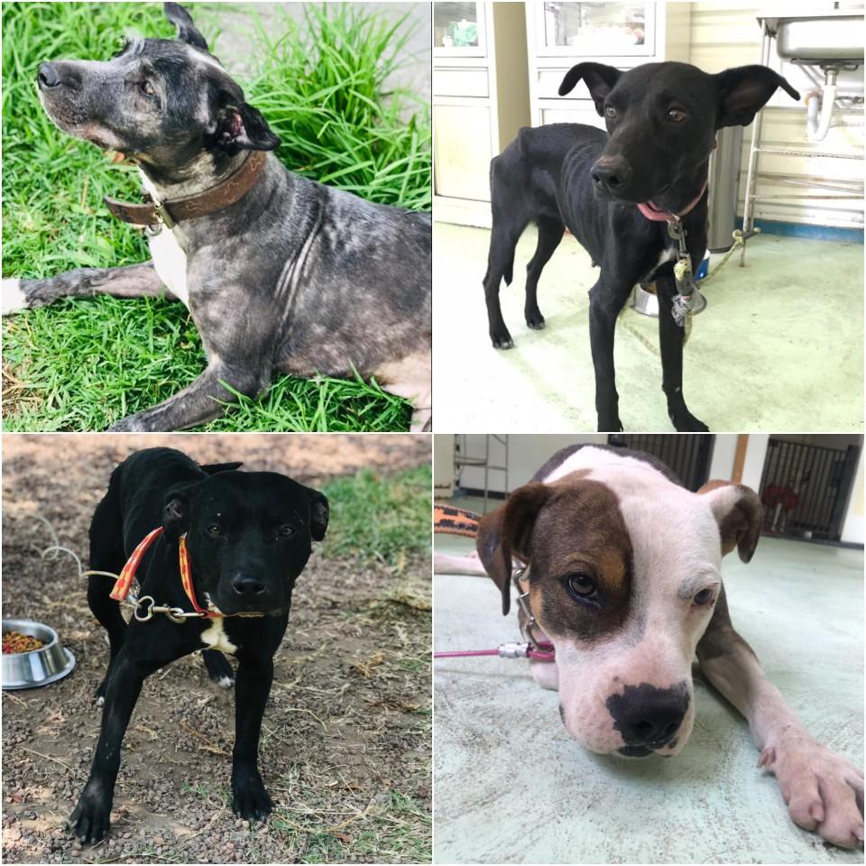 El Metro cumple 3 años rescatando perritos y organiza evento de adopción