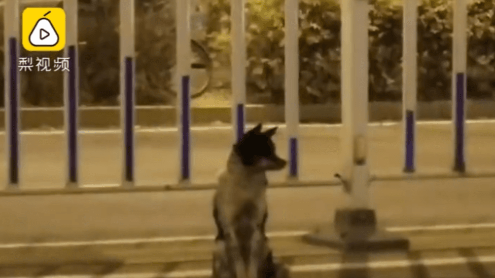 La tierna historia del perro que lleva más de 80 días en la misma carretera en la que murió su dueña