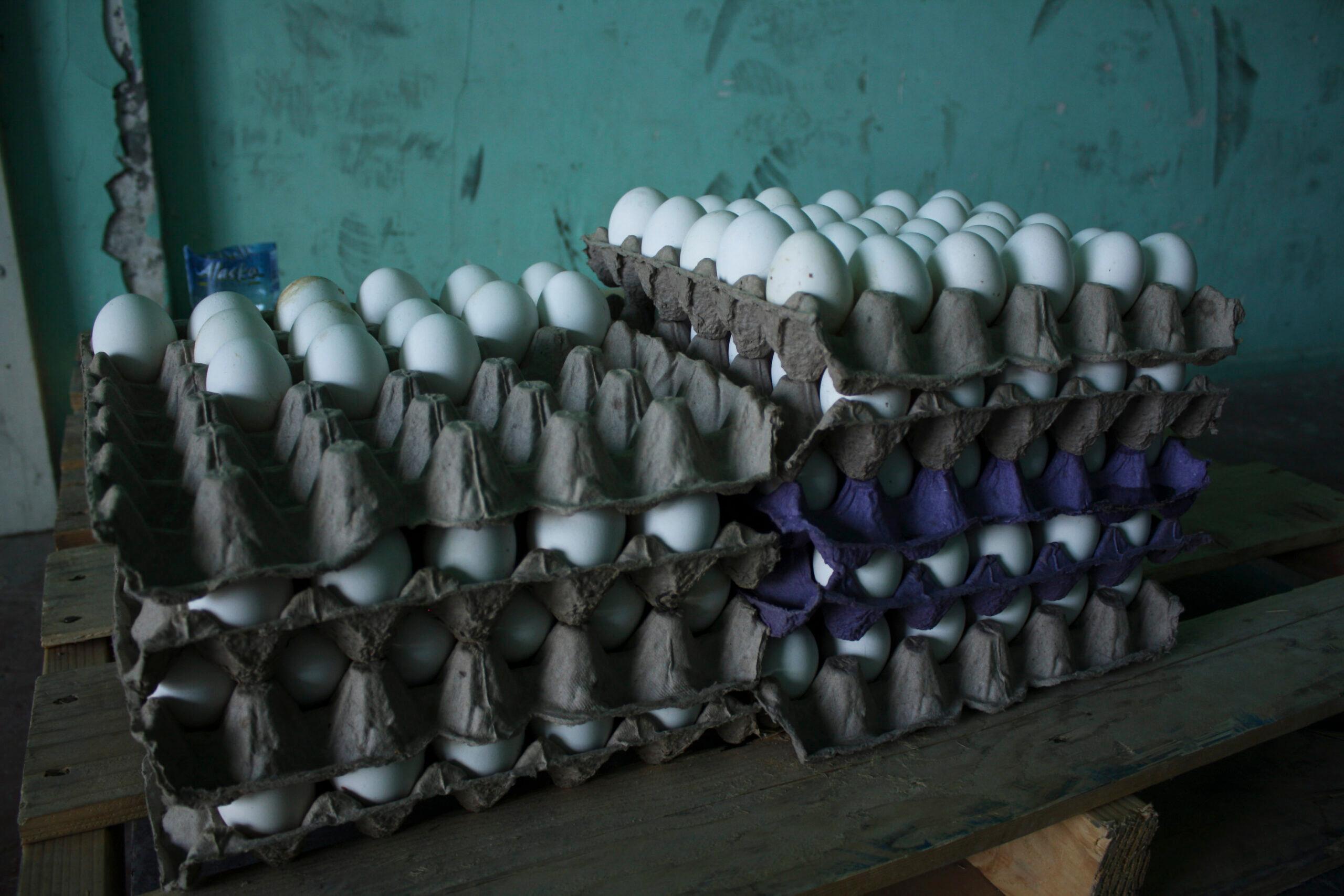 Oferta de huevo será normal en noviembre, del precio, aún no se sabe: Sagarpa