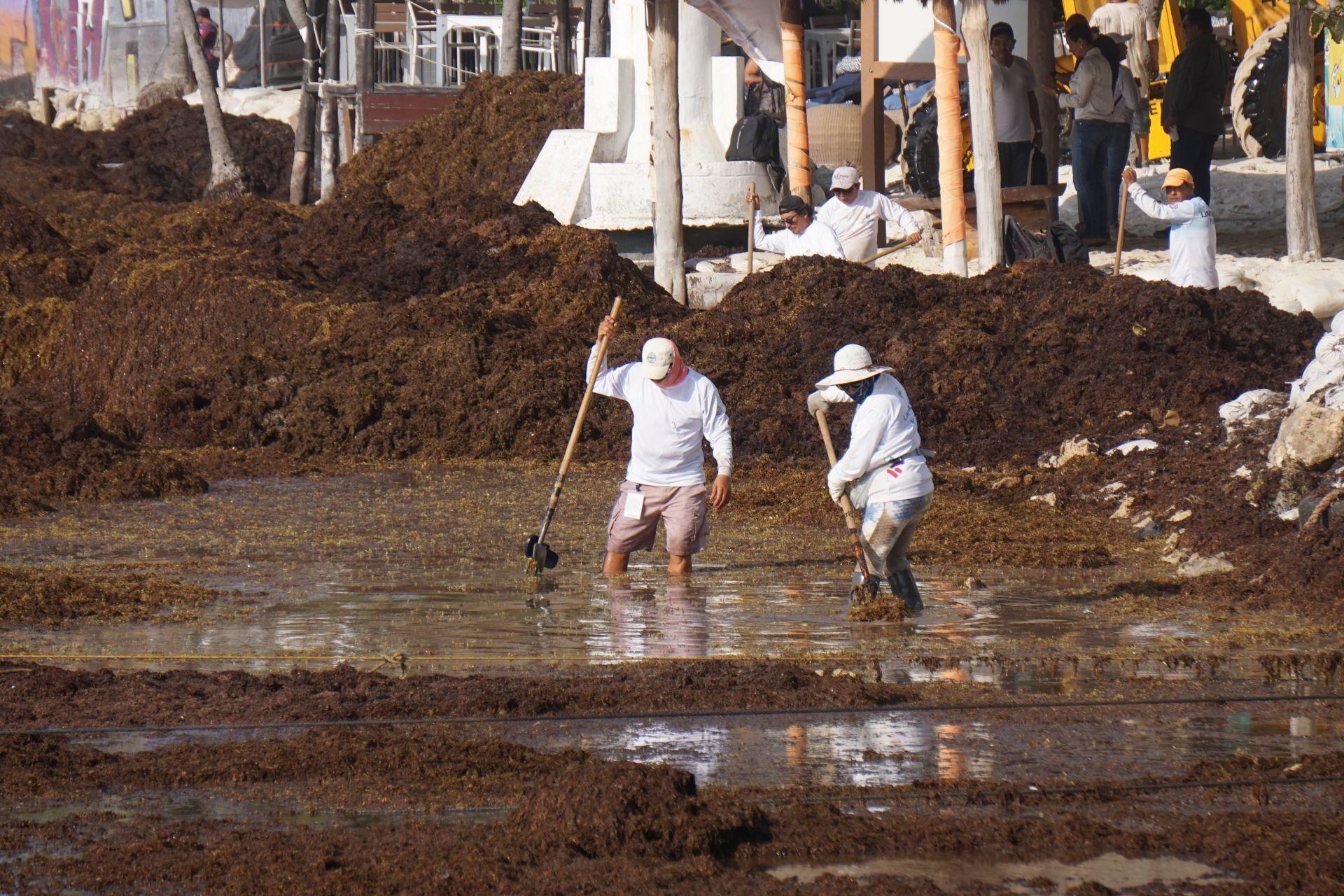 Marina advierte sobre llegada “alarmante” de sargazo a México; se esperan 32 mil toneladas