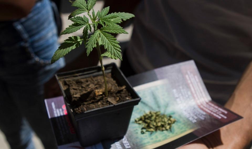 ¿Mariguana legal para todos? Organizaciones cuestionan la iniciativa de Morena para la cannabis