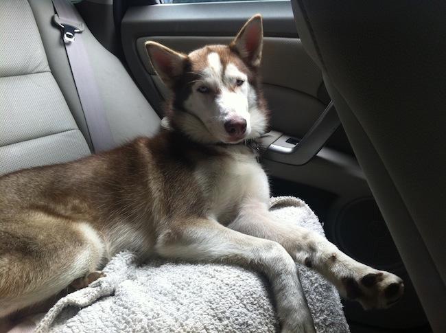 Un Husky muy testarudo