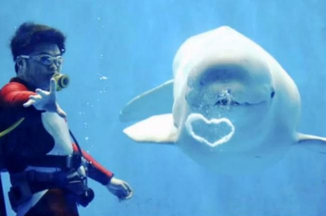 La ballena que emite sonidos… ¡¡¡humanos!!!