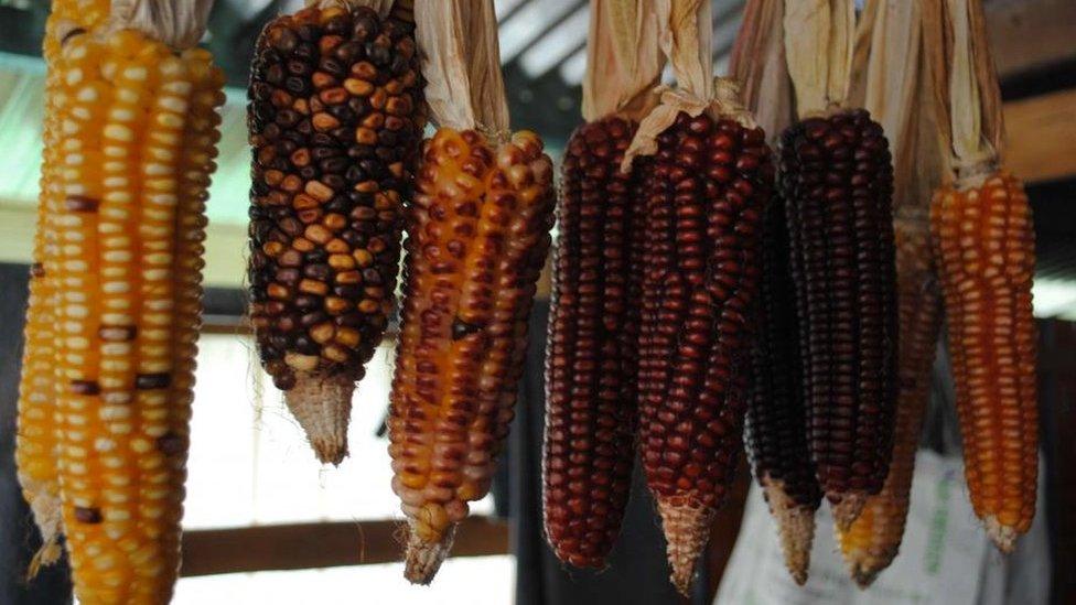 El extraordinario maíz de México que se fertiliza a sí mismo y que puede revolucionar la agricultura en el mundo