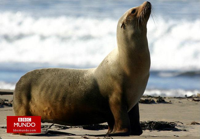 La misteriosa masa de agua caliente del Pacífico que intriga a los científicos