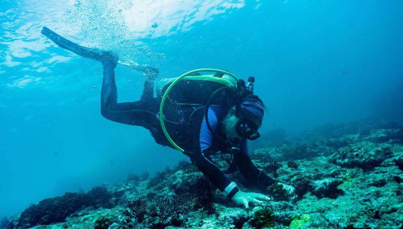 Al rescate de la biodiversidad del océano: luchan por la recuperación de arrecifes de coral en México