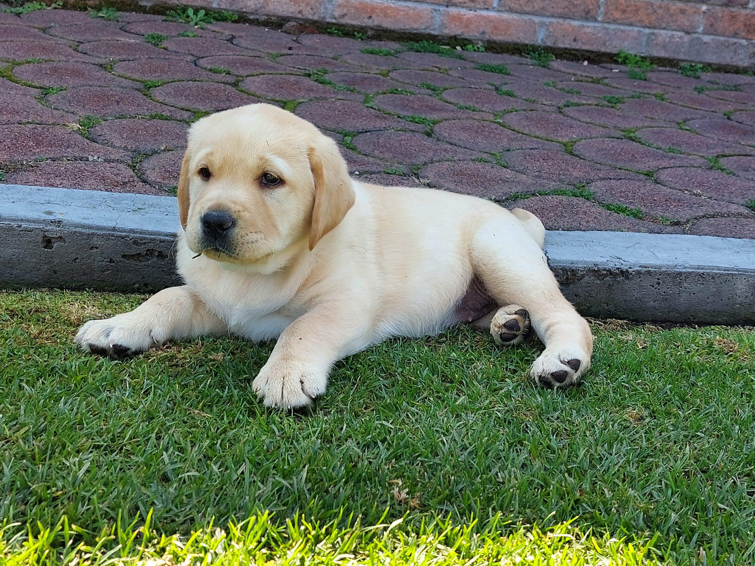 Perros guía buscan padrinos;  escuela especializada está en riesgo de cerrar