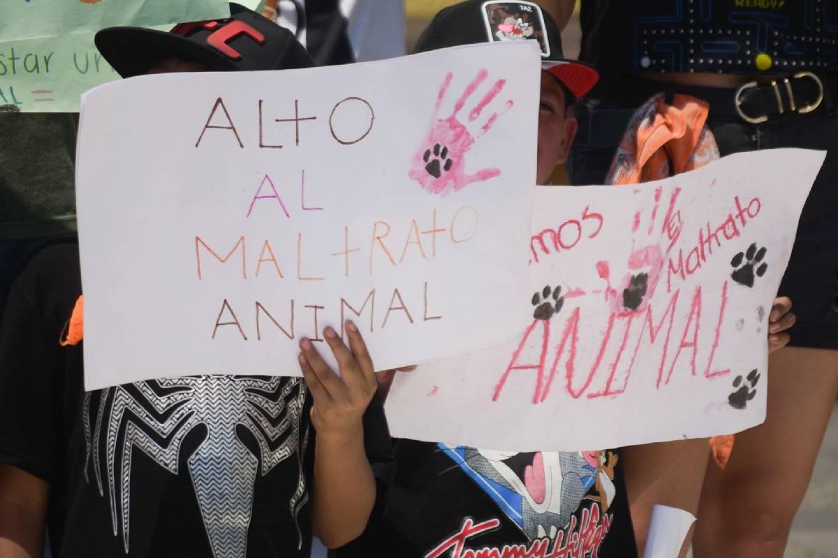 AMLO enviará iniciativa para elevar a rango constitucional el maltrato animal