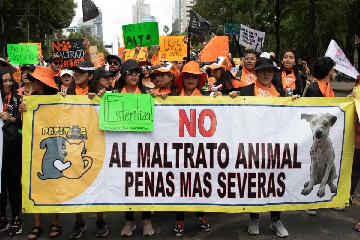 Diputado propone investigar de oficio maltrato animal en CDMX, ante aumento de casos