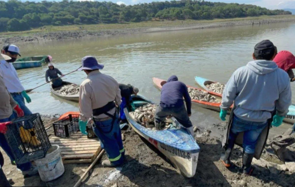 Por sequía y muerte de peces, solicitan declaratoria de emergencia para la presa Requena en Hidalgo