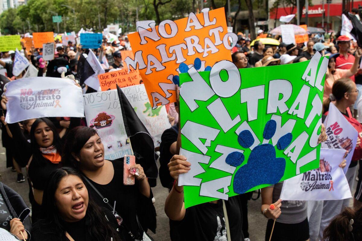 Reportan envenenamiento de perros en Real del Monte, Hidalgo; alcaldía no apoya, acusan activistas