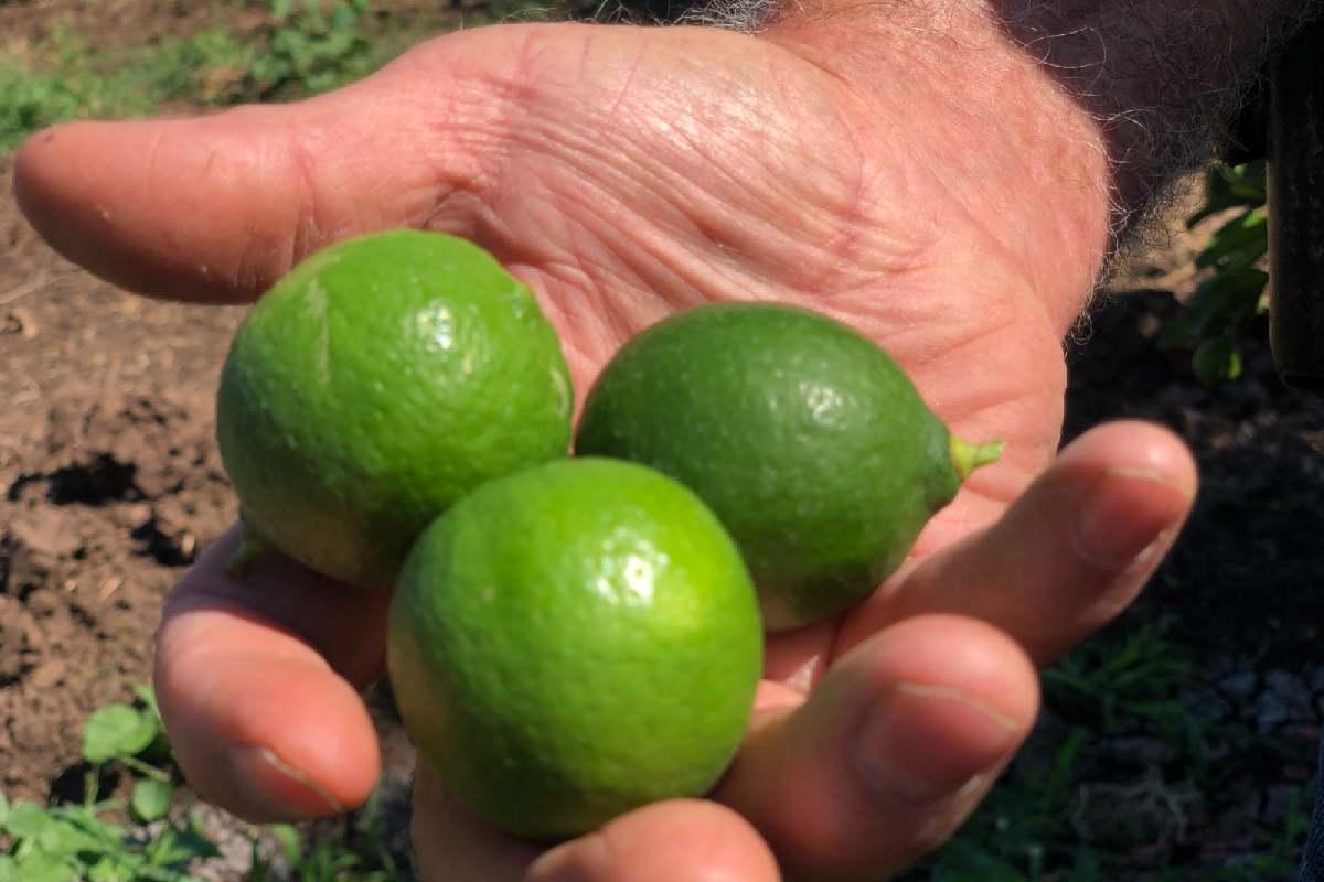 La violencia de cárteles paraliza la producción de limón en Apatzingán, Michoacán