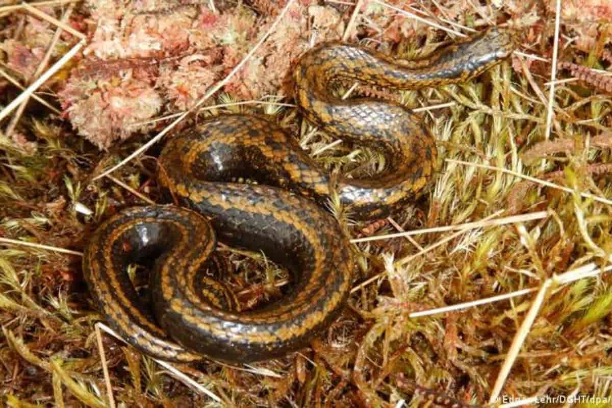 Serpiente es nombrada en honor a Harrison Ford; “siempre son animales que aterrorizan a los niños”, responde