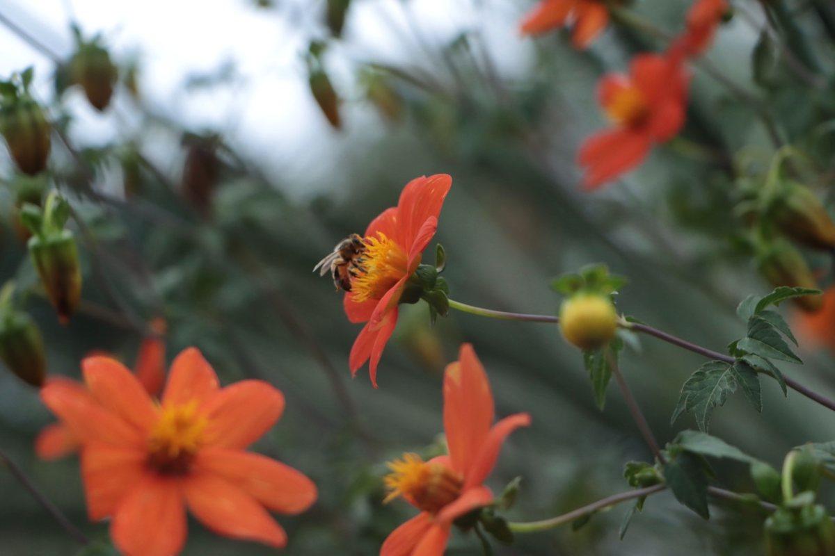Jardines polinizadores: una forma de rescatar la flora y fauna dentro de la mancha urbana
