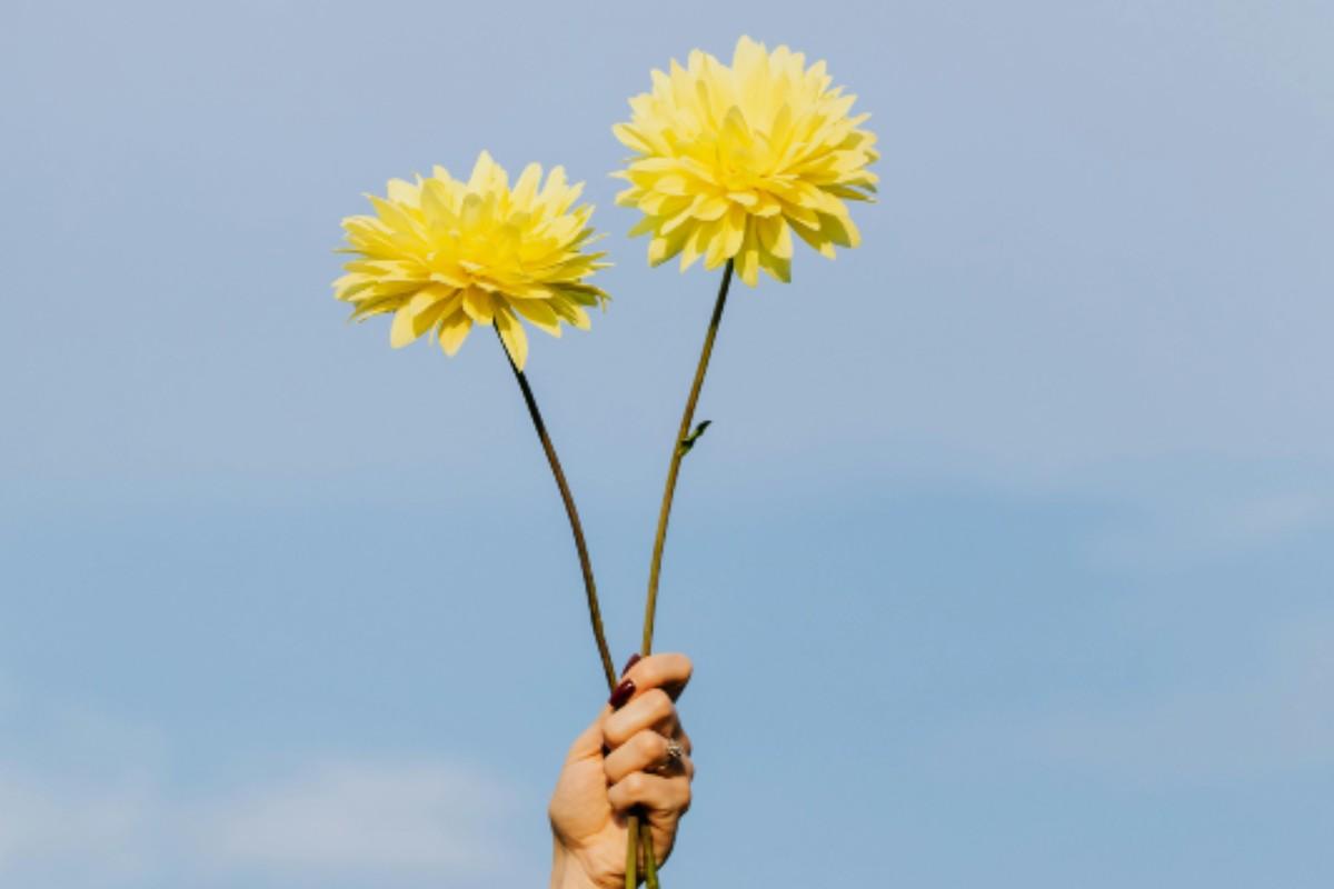 ¿Por qué regalamos flores amarillas el 21 de septiembre? Te contamos la verdadera razón