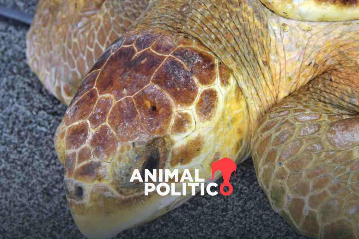 Piden a Biden detener importaciones de productos pesqueros de México ante muerte de tortuga caguama