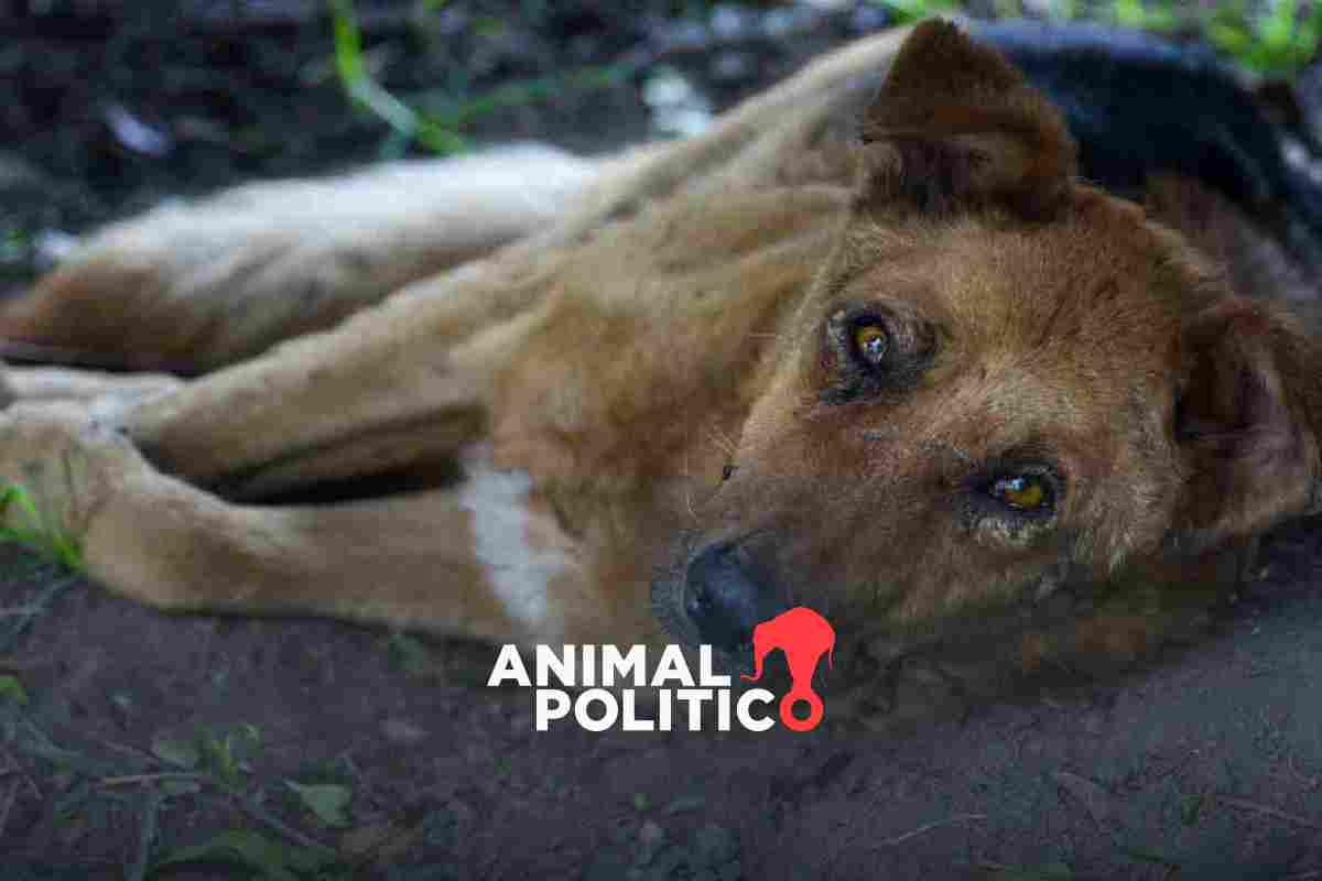 Brigada Animal viaja a Acapulco para rescatar a perros y gatos en situación de calle tras huracán