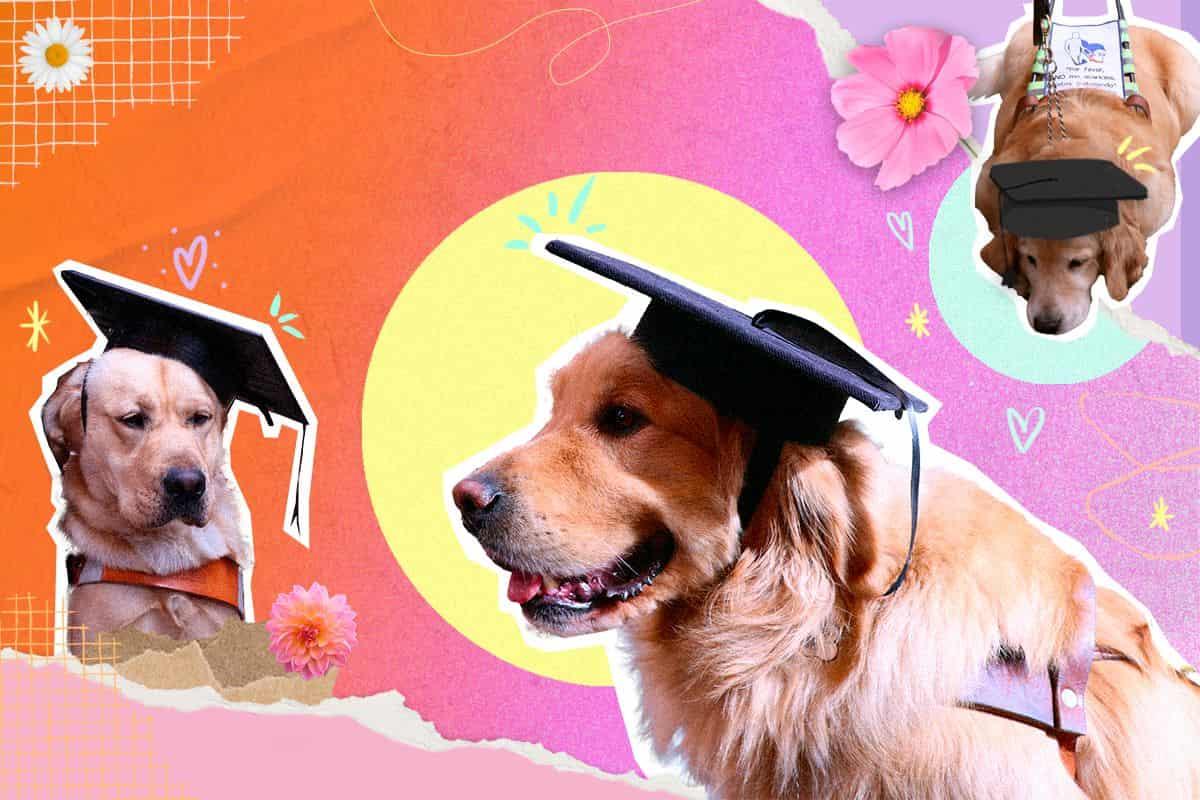 Suaves graduados: Perros se reciben como guías para personas ciegas