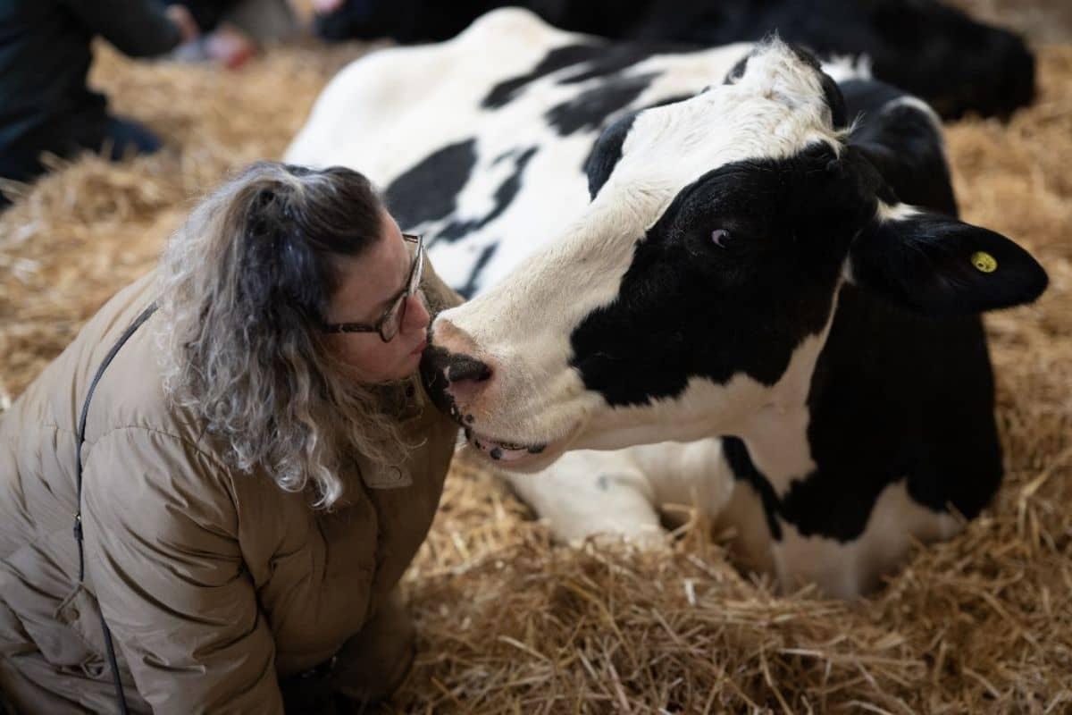 ¿Muuuucho estrés? Ganaderos ingleses ofrecen sesiones de caricias a sus vacas