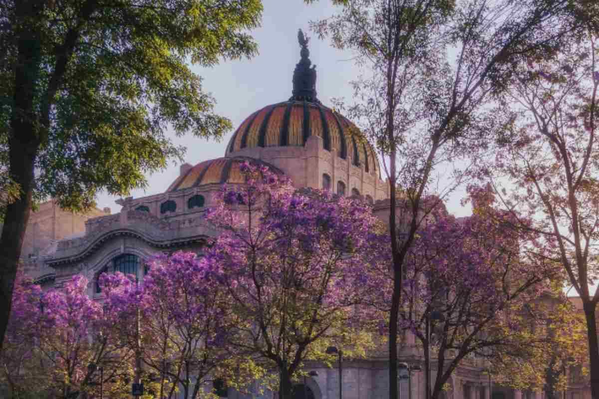 Una jacaranda no hace primavera: qué es la floración temprana y qué está pasando con este árbol en CDMX