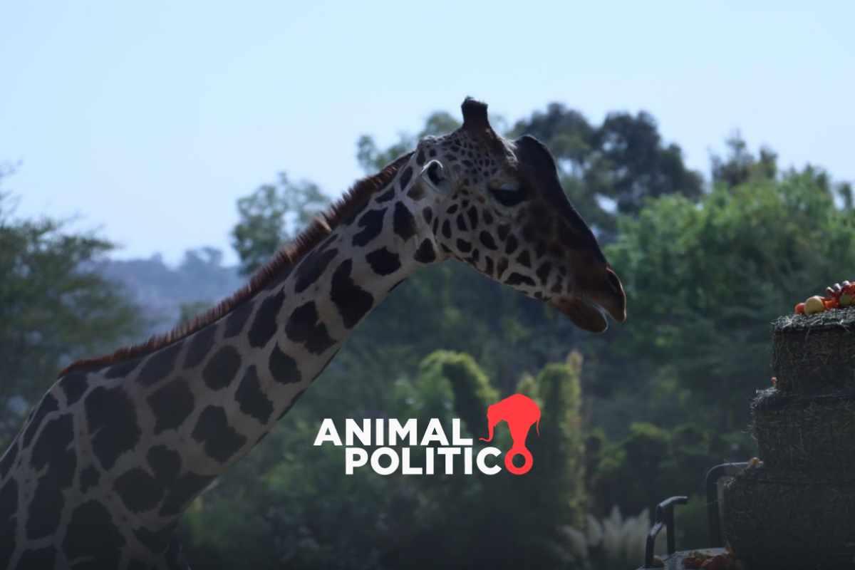 Jirafa Benito se integra a su nueva manada en Africam Safari en Puebla