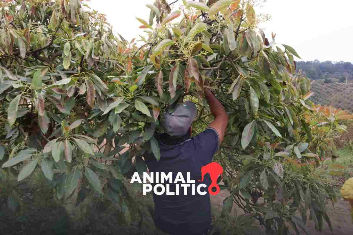 Campesinos de Guerrero cambian el cultivo de amapola por el de aguacate, pese a asedio de criminales