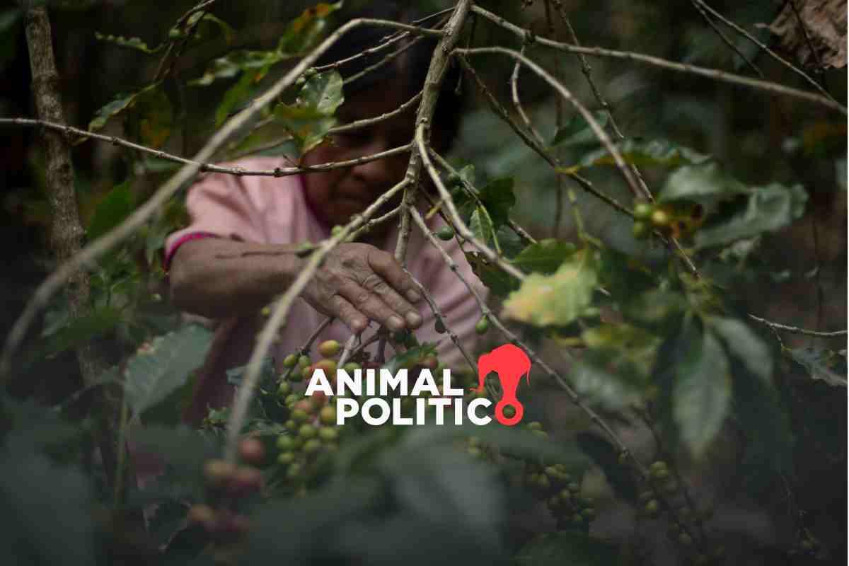 Aumenta violencia contra jornaleros de zonas agrícolas; Michoacán y Sonora con más casos