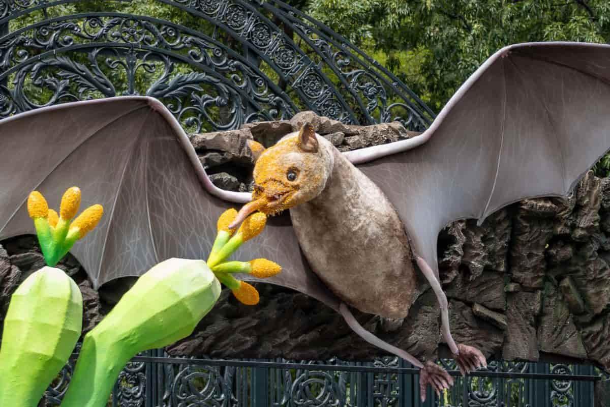 ¡Tómate la foto! Murciélagos gigantes en Chapultepec estarán hasta julio