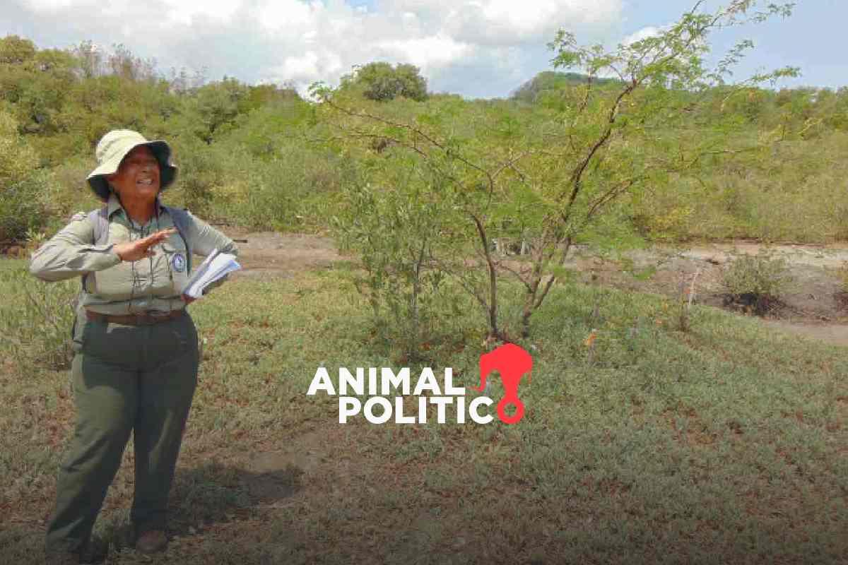 De México a Costa Rica, el aprendizaje entre mujeres le devuelve la vida a un manglar y a su comunidad