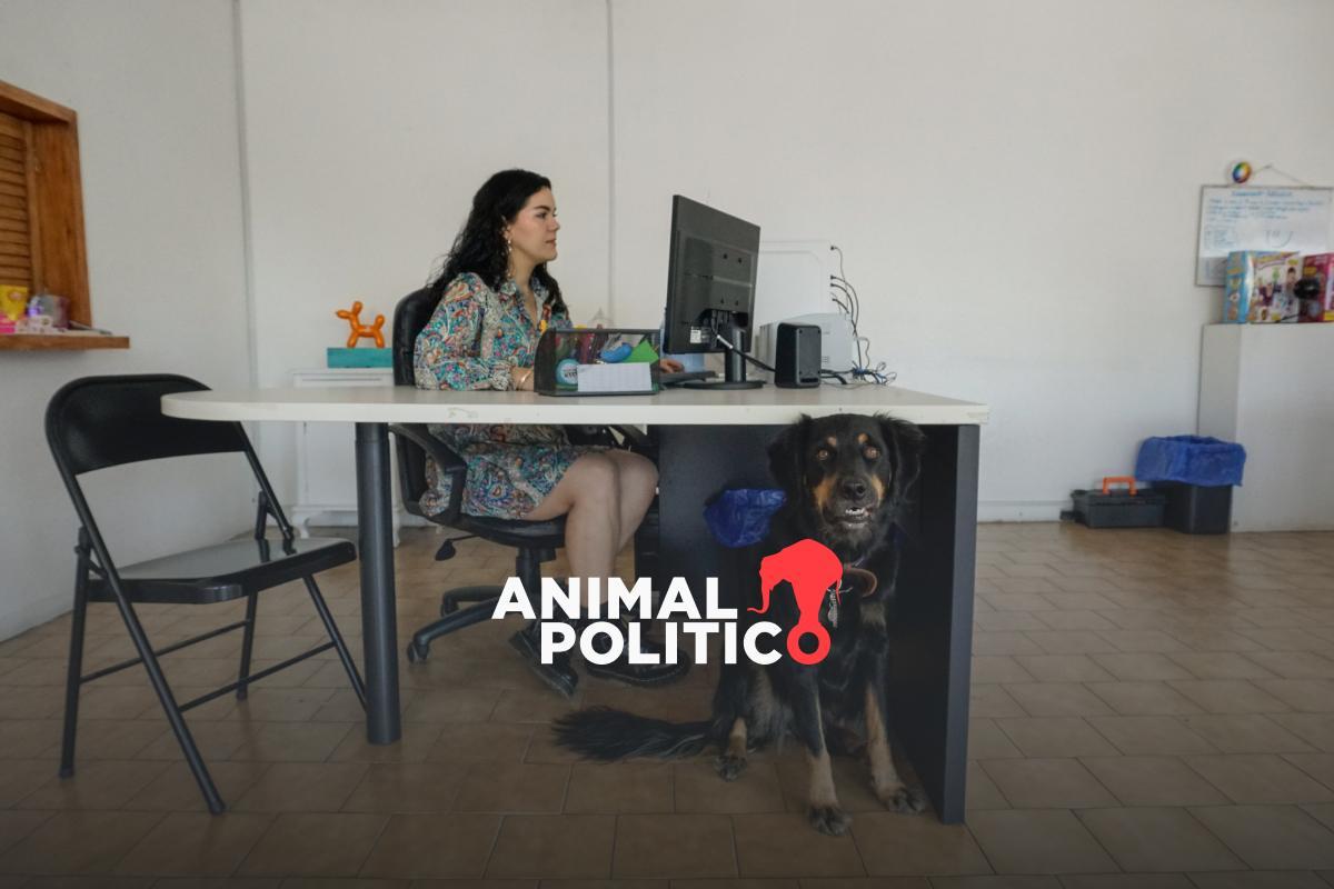 Los animales de compañía están cambiando la cultura laboral en México