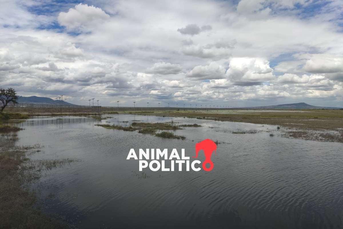 Lago de Texcoco, el área protegida emblema del sexenio de AMLO, entre bajo presupuesto y esfuerzos de conservación