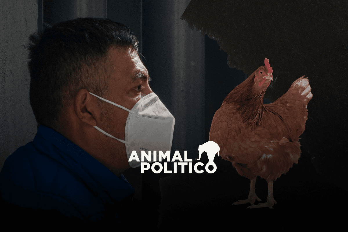 OMS reporta la muerte en México del primer caso de gripe aviar H5N2