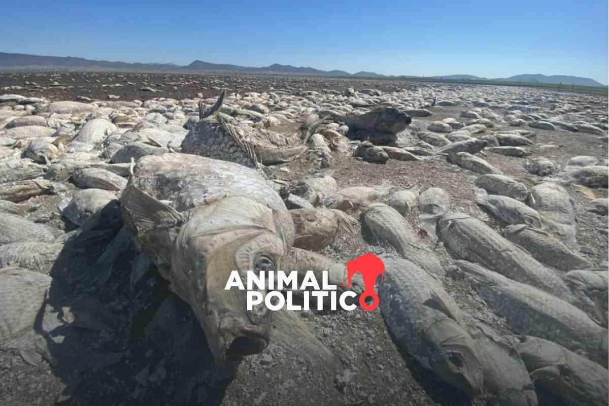 Sequía en la Laguna de Bustillos en Chihuahua deja cientos de peces muertos; vecinos realizan labores de limpieza